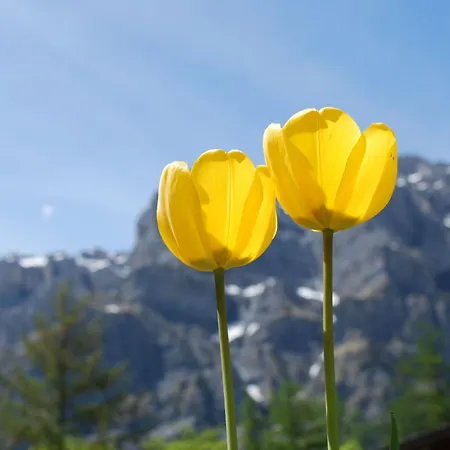 Haus Flaminia By Interhome Lejlighed *