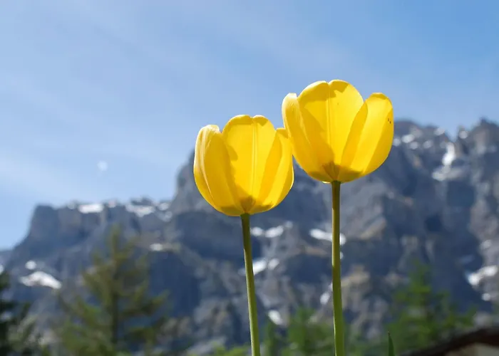 Haus Flaminia By Interhome Appartamento *